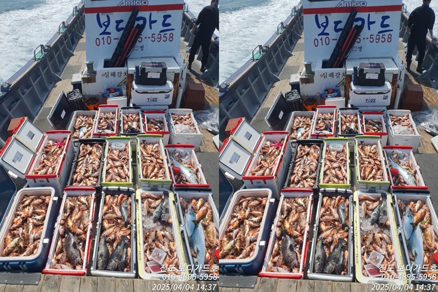 #보디가드호 #심선장 #왕열기 #왕우럭 #쿨러만땅 조황 #자리여유많이