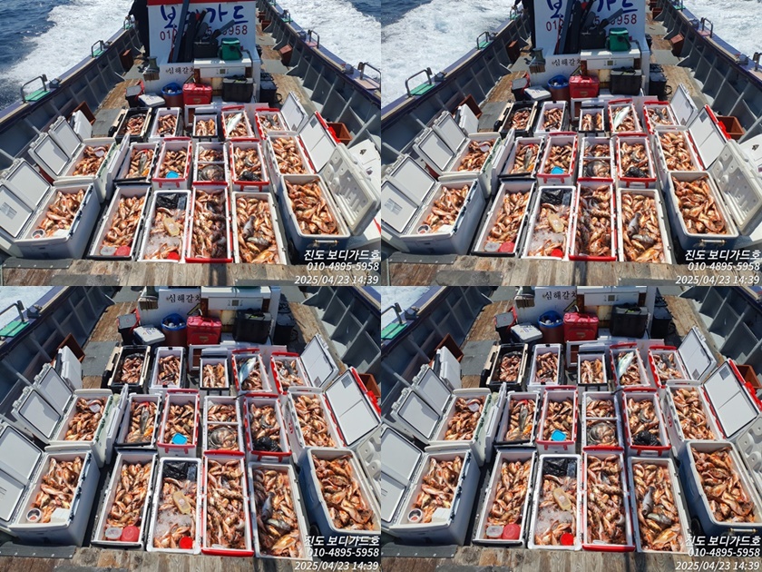 #진도보디가드호 #심선장 #왕열기쿨러가득한 #굿조황 #4/24(목)자리여유