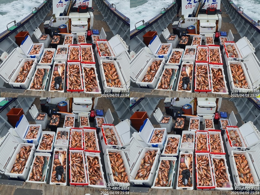 #진도보디가드호 #심선장 #왕열기 #굿조황 #4/11(금)자리여유