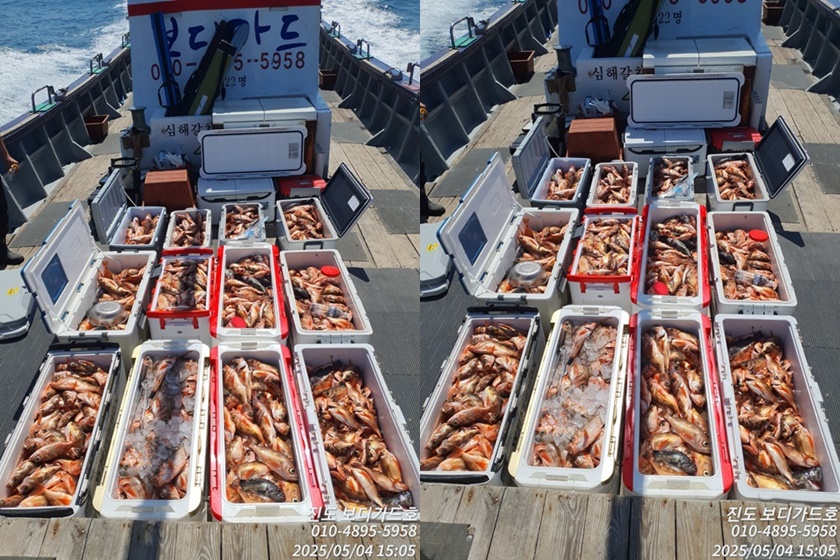 #진도보디가드호 #심선장 #왕열기 #왕우럭 #쿨러조황 #5/5(월)3자리여유