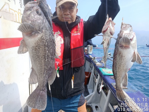 #진도보디가드호 "심선장" => 왕열기 + 왕우럭 조황 <농어 타이라바 출조합니다 //자리여유 많이~
