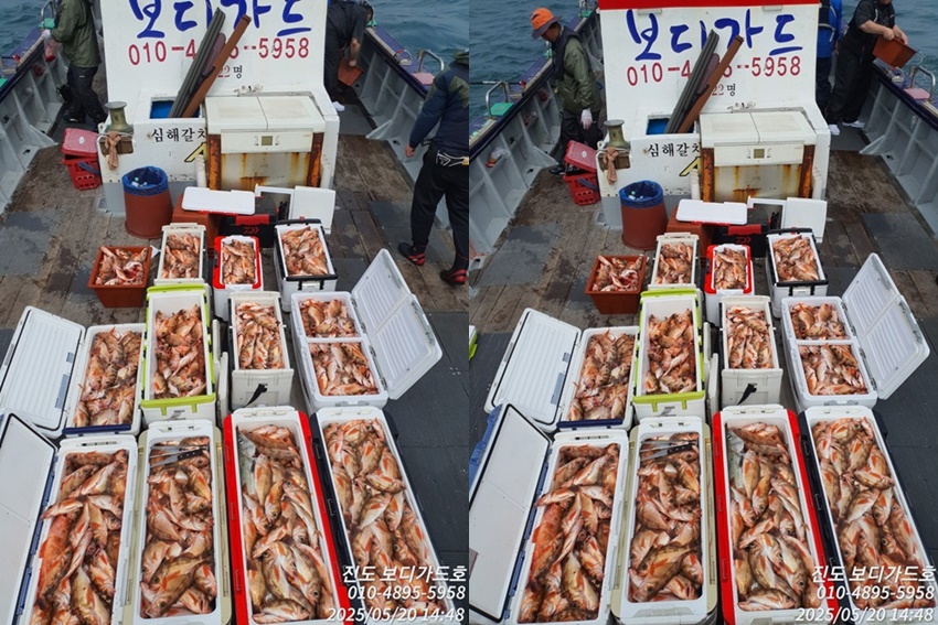 #진도보디가드호 #심선장 #왕열기 #쿨러가득!!! #쿨러만땅 #자리여유