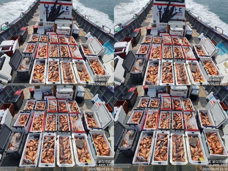 #진도보디가드호 #심선장 #왕열기쿨러가득 #열기꽃이 활~~짝 피었습니다. <자리여유>