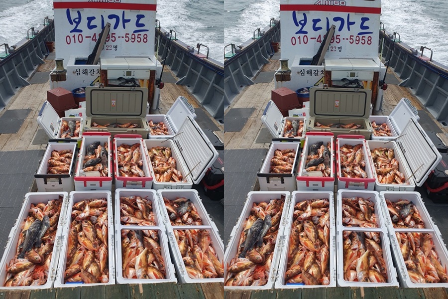 #진도보디가드호 #심선장 #왕열기 #왕우럭 #쿨러조황 #자리여유