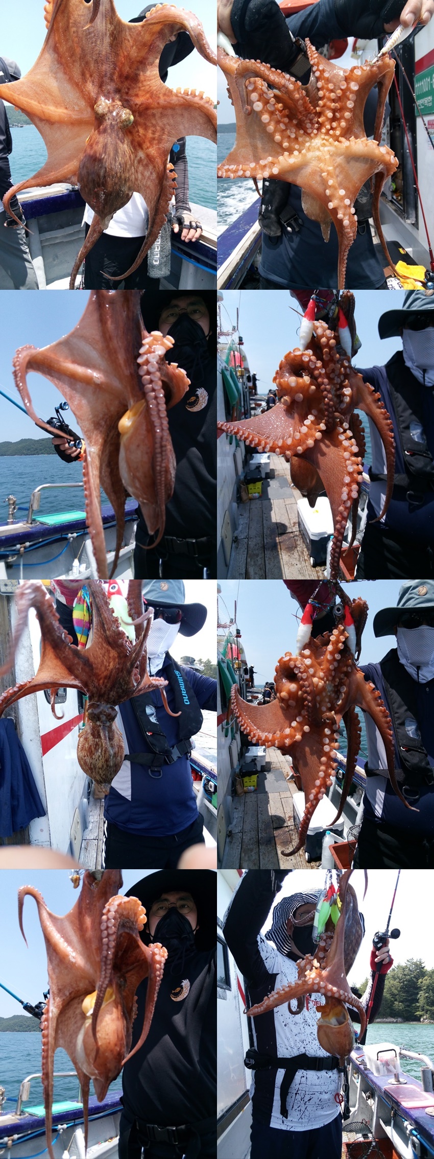 #고흥 #녹동항 #심선장 #돌문어조황 #7/31(목) #왕갈치출조 #자리여유