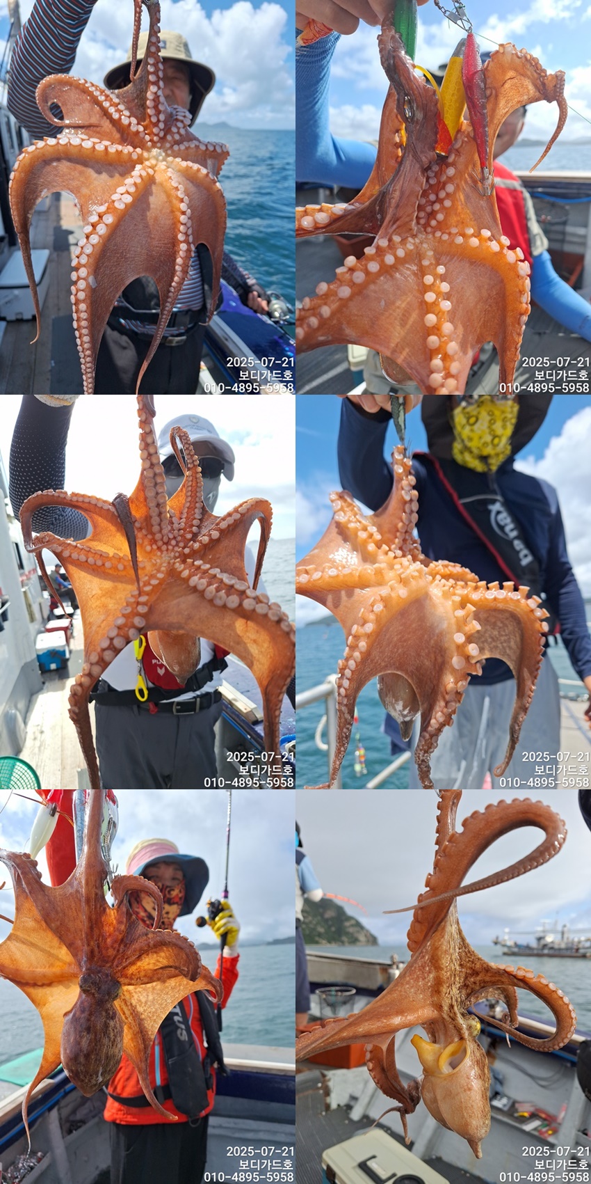 #진도보디가드호 #심선장 #고흥 #돌문어조황 #8월왕갈치출조 #자리여유