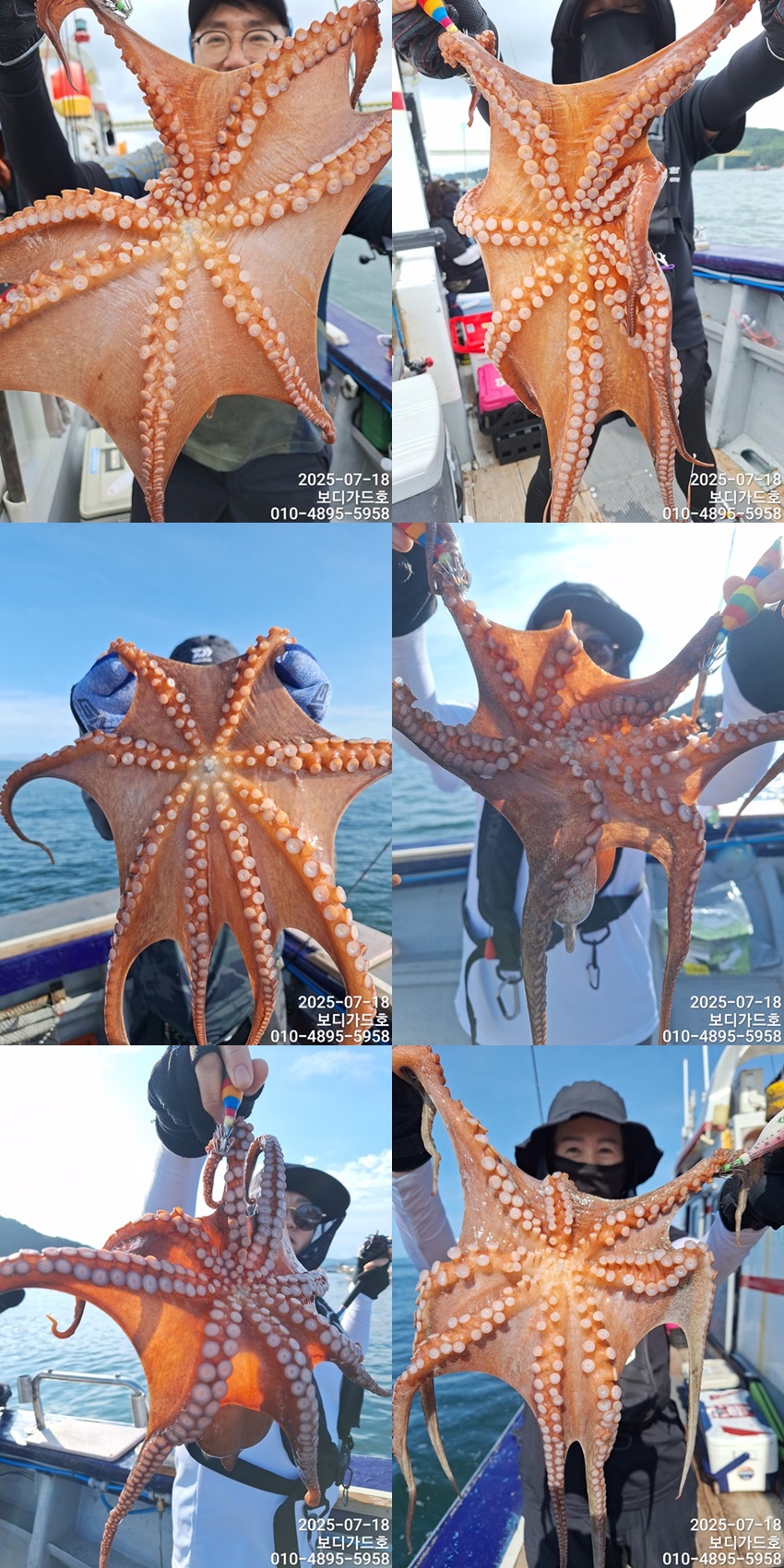 #진도보디가드호 #심선장 #고흥 #7/18(금)돌문어조황입니다 #자리여유