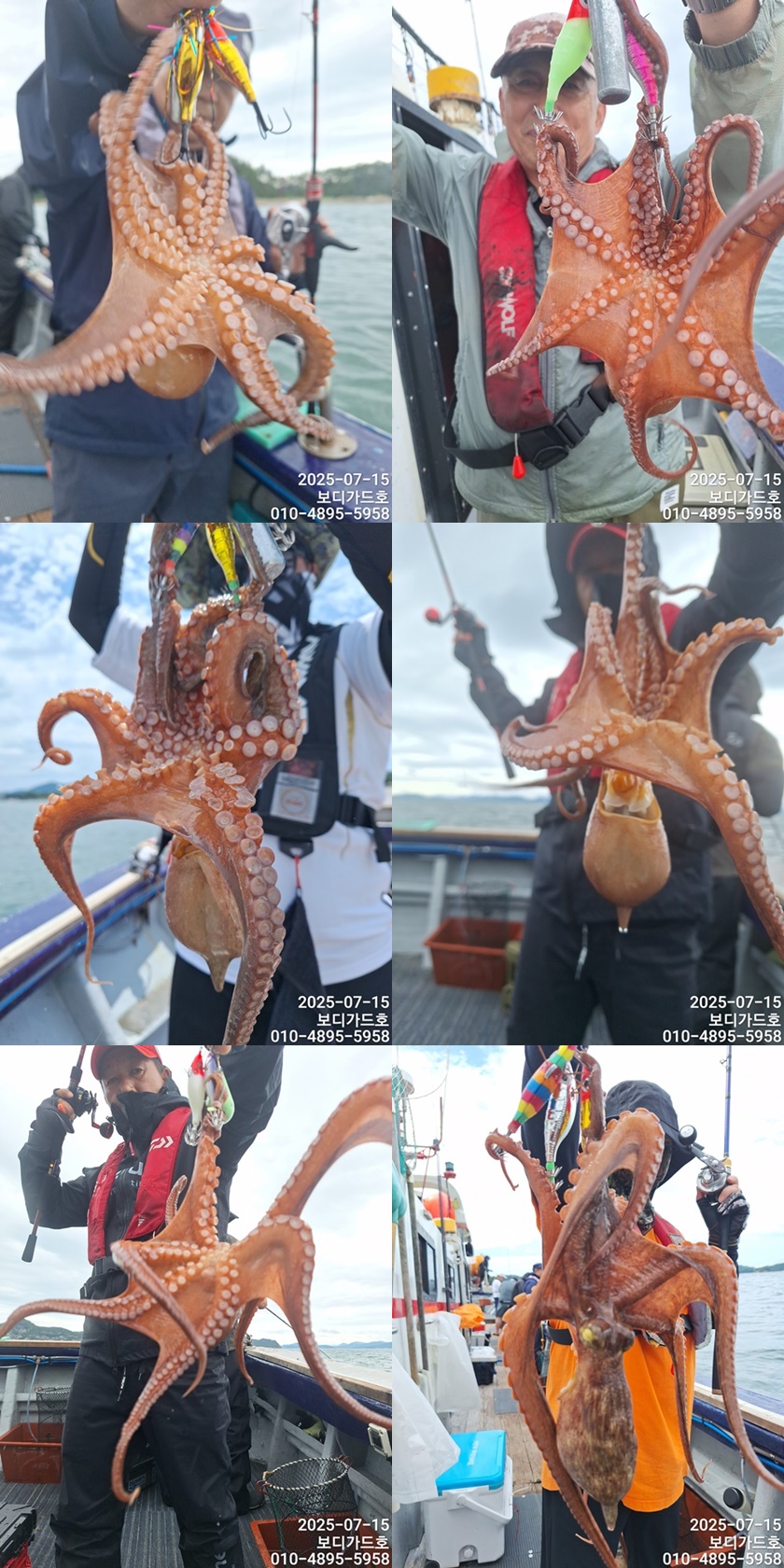 #진도보디가드호 #심선장 #고흥 #돌문어조황 #7/16(수)자리여유 #7/31(목)부터 왕갈치 출조