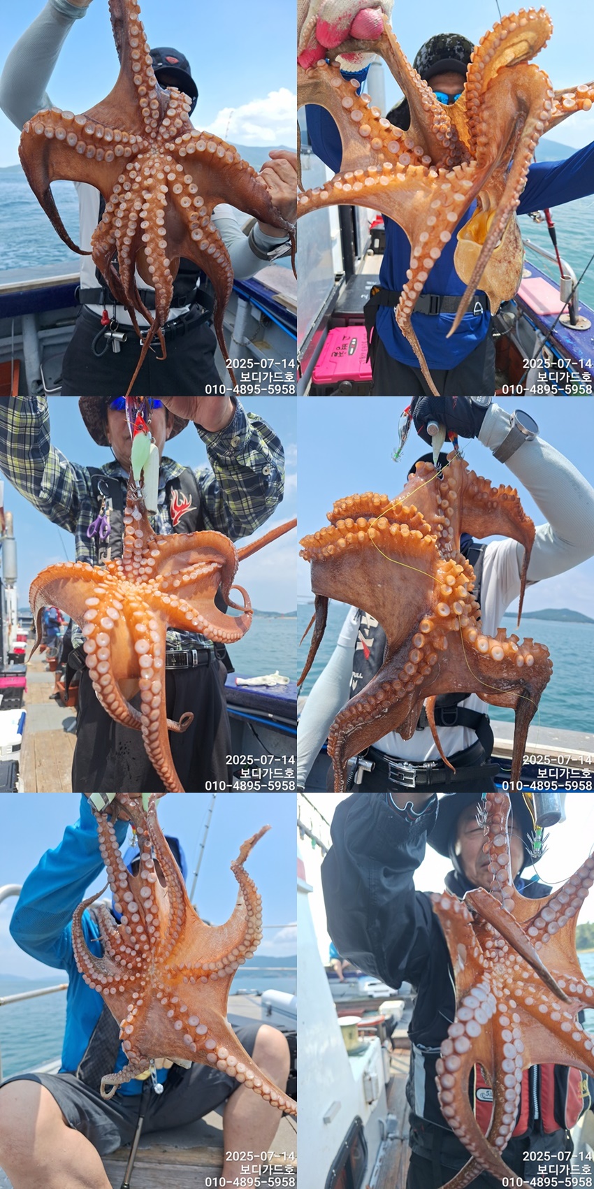 #진도보디가드호 #심선장 #고흥 #돌문어조황 #7/15(화)2자리여유 #7/31(목)부터 왕갈치 출조