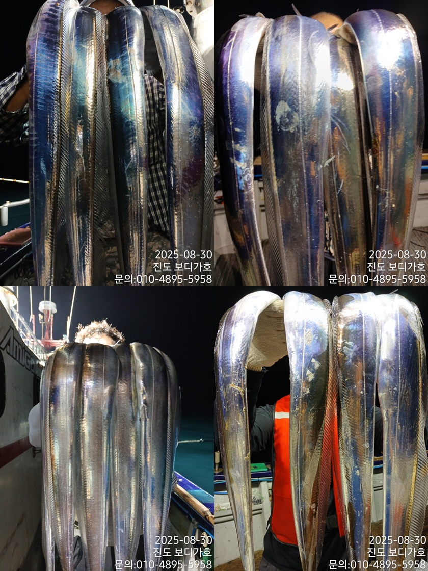 #진도보디가드호 #심선장 #왕갈치조황 #다음주 자리여유 많이 있습니다.