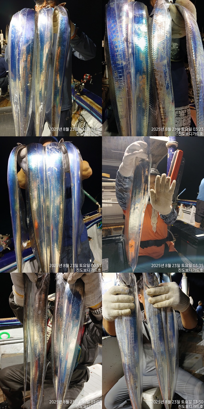 #진도보디가드호 #심선장 #왕갈치조황 #다음주 자리여유 많이 있습니다.