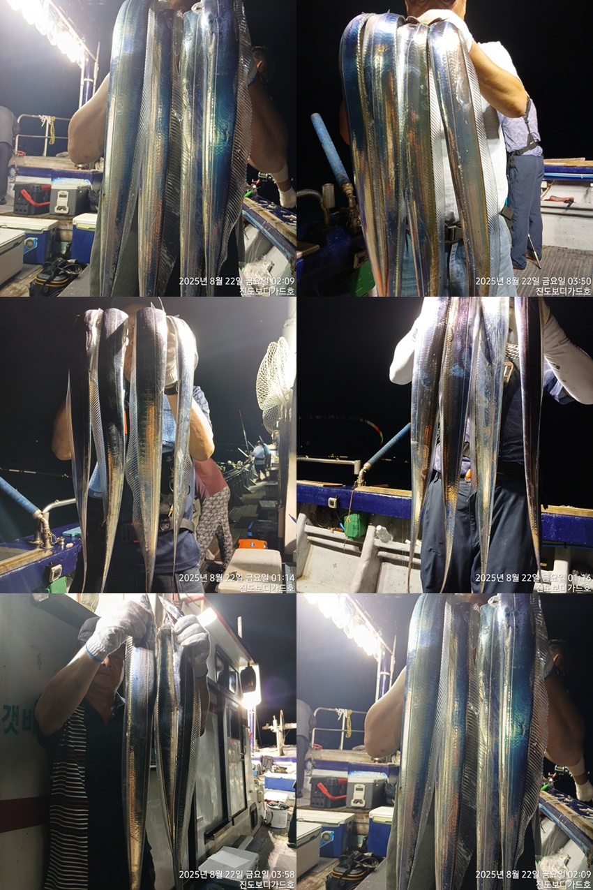 #진도보디가드호 #심선장 #왕갈치조황 #자리여유 #