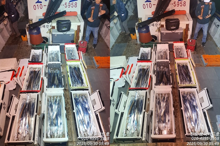 [ 진도보디가드호 ] #심선장 #왕갈치조황 #오늘자리여유 #굿조황