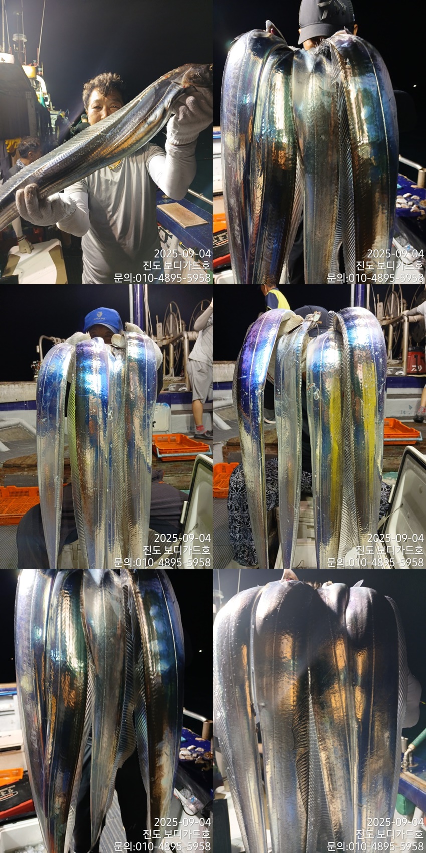 [ 진도보디가드호 ] #심선장 #왕갈치조황 #이번주자리여유 있습니다,