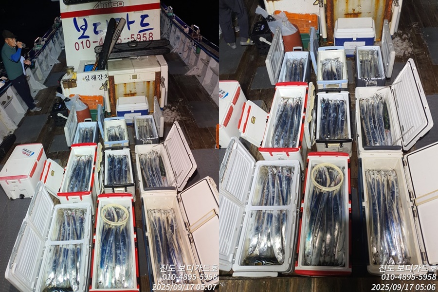 #진도보디가드호 #심선장 #왕갈치조황 # 오늘도 역시 꽝! 꽝 !! 치고 왔습니다. #자리여유