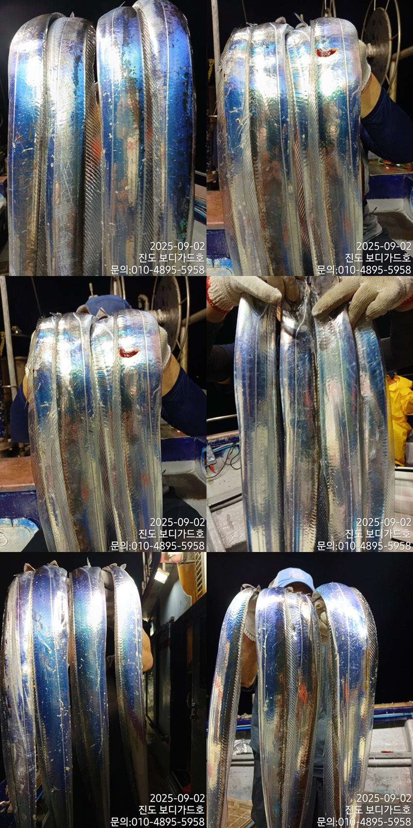 [ 진도보디가드호 ] #심선장 #왕갈치조황 #이번주자리여유 있습니다,