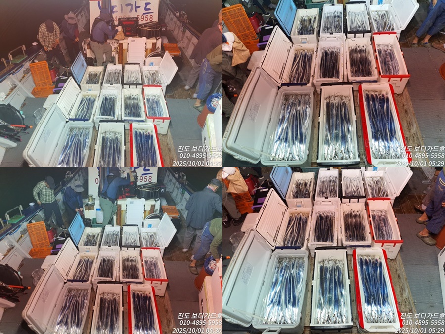 #진도보디가드호 #심선장 #왕갈치조황 #오늘자리여유