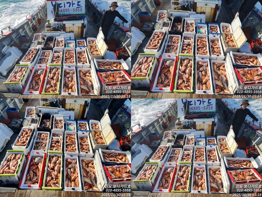 #진도보디가드호 #심선장 #열기꽃이 활짝 피었습니다.!!! #12/6(토),7(일),8(일) 대방어 모집!!