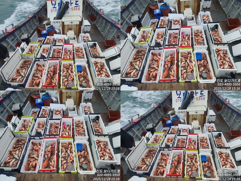 #진도보디가드호 #심선장 #왕열기 #왕우럭 #쿨러 가득한 조황 #내일 1자리여유