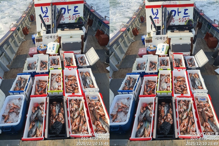 #진도보디가드호 #심선장 #왕열기&왕우럭 #조황입니다. #다음주 자리여유 많이 있어요