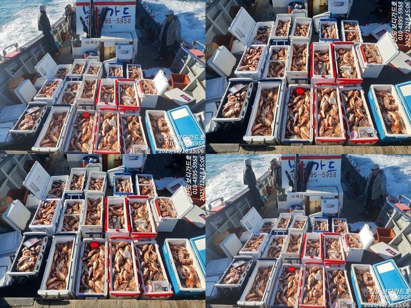 #진도보디가드호 #심선장 #왕열기 #왕우럭 #쿨러가득한 #조황입니다.