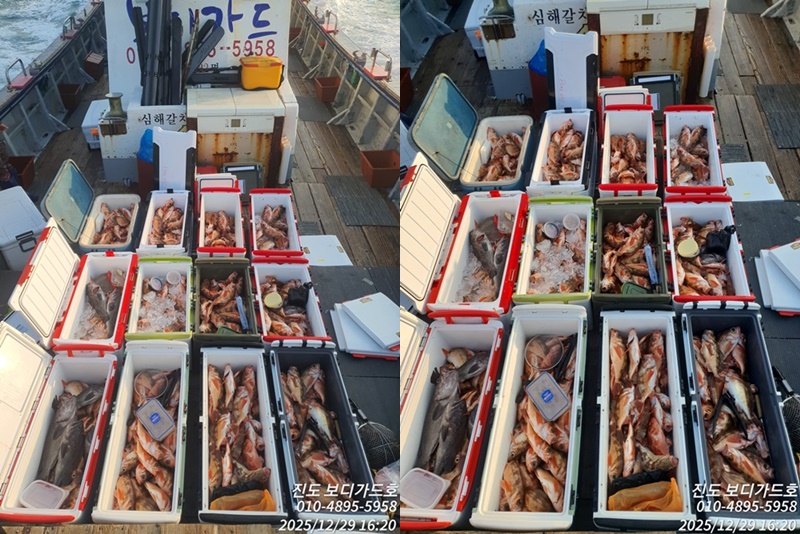 [ 진도보디가드호 ] #심선장 #왕열기&왕우럭 조황입니다. #다음주자리여유많이 있습니다.