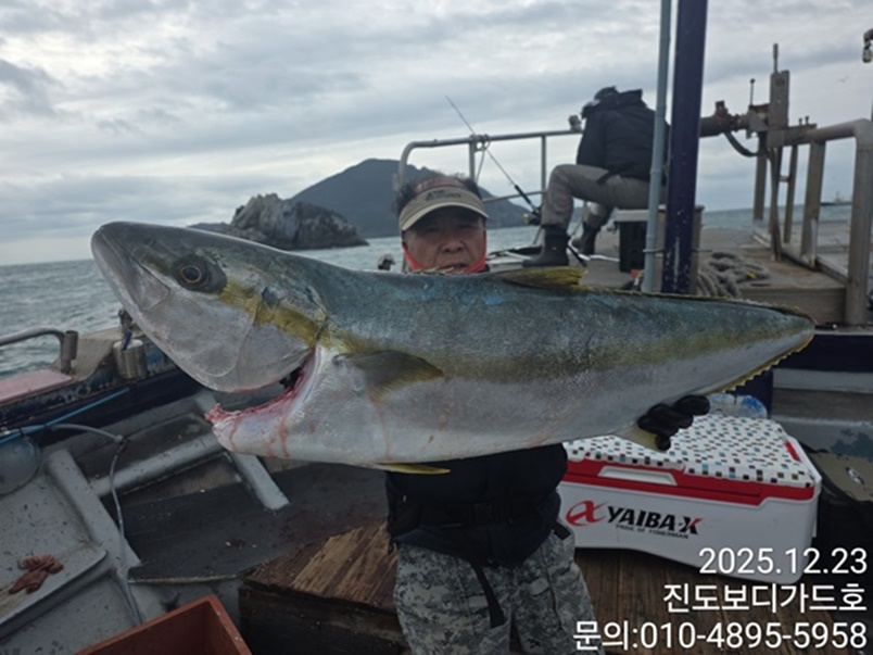 #진도보디가드호 #심선장 #대방어 조황입니다. #자리여유 많이 있습니다.