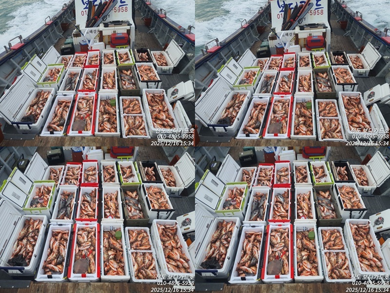 #진도보디가드호 #심선장 #왕열기&왕우럭 #조황입니다. #다음주 자리여유 많이 있어요