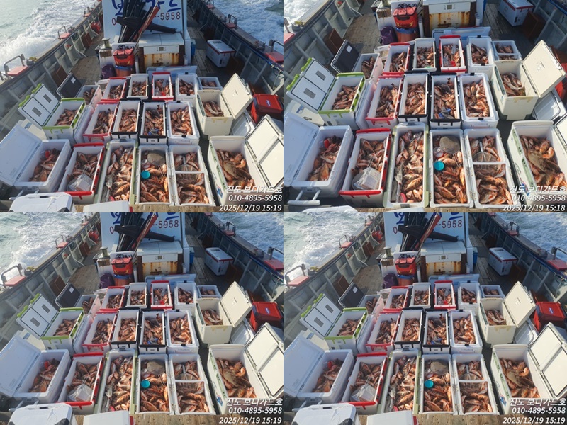 #진도보디가드호 #심선장 #왕열기&왕우럭 #조황입니다.<자리여유 많이 있습니다.>