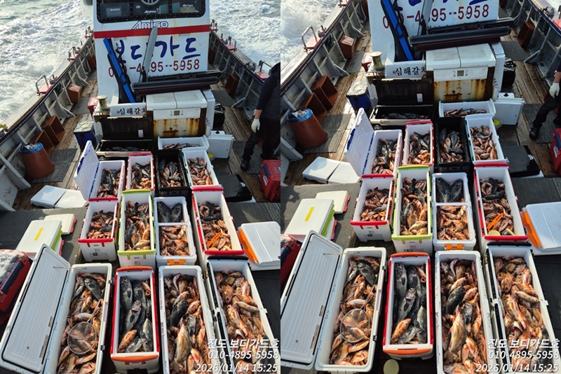 [ 진도보디가드호 ] #심선장 #왕열기&왕우럭 조황입니다. #다음주자리여유많이 있습니다.