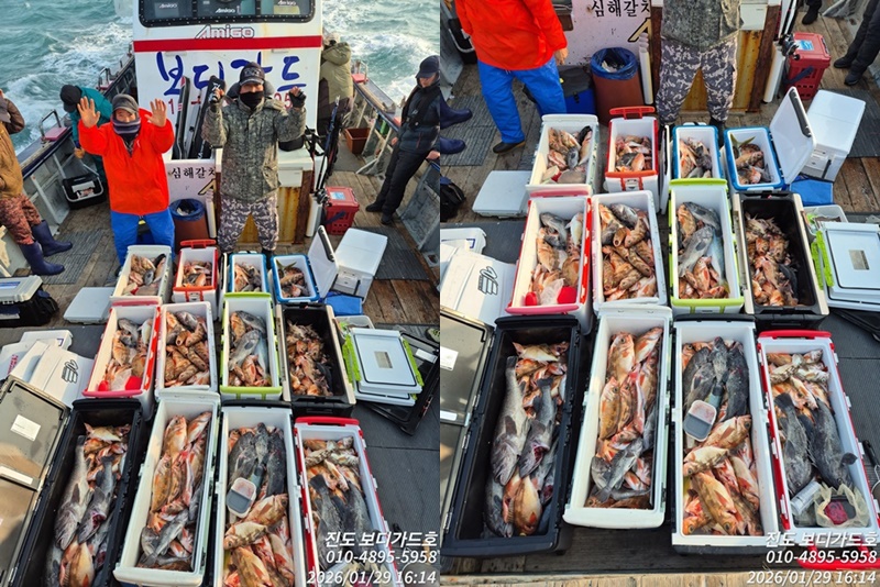 #진도보디가드호 #심선장 #왕열기 #왕우럭 #조황 #1/31(토)2자리여유