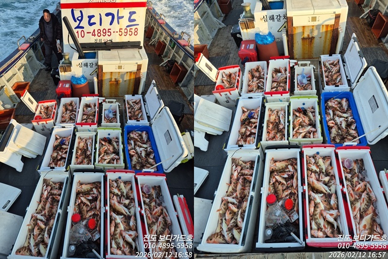 #진도보디가드호 #심선장 #왕열기조황입니다.#2/16(월)자리여유있습니다.