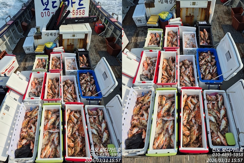 #진도보디가드호 #심선장 #왕열기 #왕우럭 #쿨러 #가득한 #굿조황 #3/13(금)자리여유