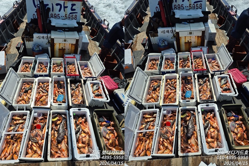 [ 진도보디가드호 ] #심선장 #왕열기&왕우럭 조황 = > 4/21(화),22(수),23(목)....자리여유