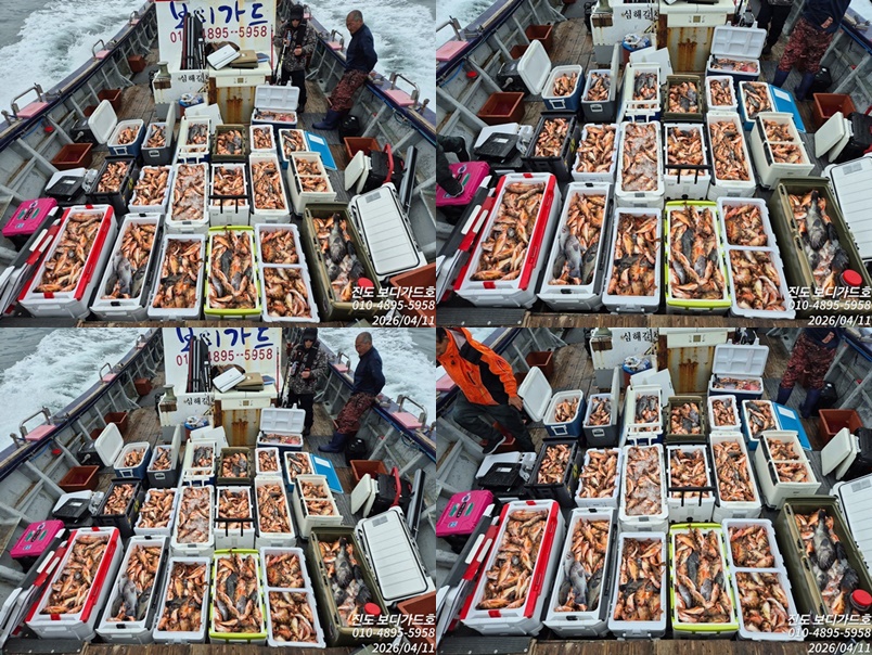 #진도보디가드호 #심선장 #왕열기 #왕우럭 #쿨러 만땅!!!! 조황입니다. < 4/12(일) 4자리여유 >