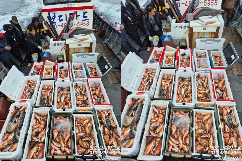 [진도보디가드호 ] 심선장 ==> 왕열기&왕우럭 쿨러조황입니다. < 4/21(화) 자리여유 있습니다. >