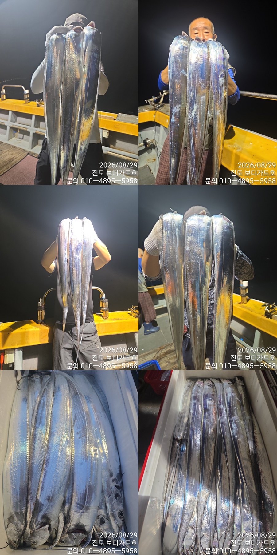 #진도보디가드호 #심선장 #왕갈치조황 #자리여유 많이 있습니다.