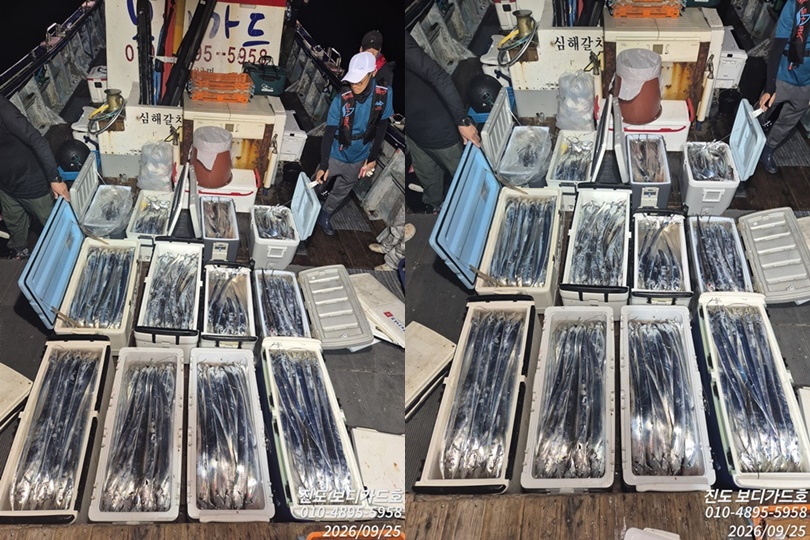 [ 진도보디가드호 ] =>심선장 => 왕갈치 씨알굿!!!! 물러 만땅!!!! ==> 자리여유 많이 있습니다.