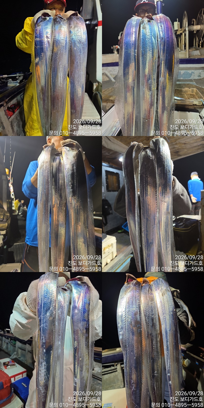 [ 진도보디가드호 ] ==> 심선장 ==> 왕갈치조황 #오늘 2자리여유