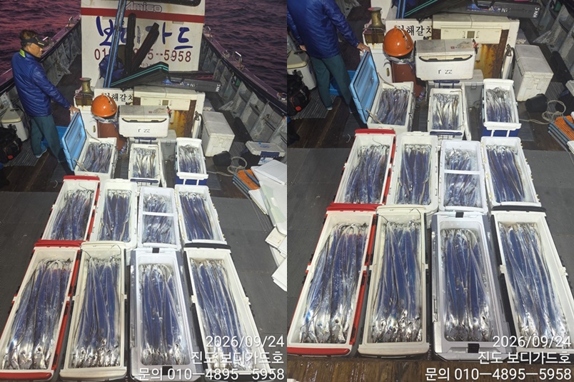 [ 진도보디가드호 ]=> 심선장 ==> 왕갈치 쿨러 조황입니다. << 자리여유 많이 있습니다. >>
