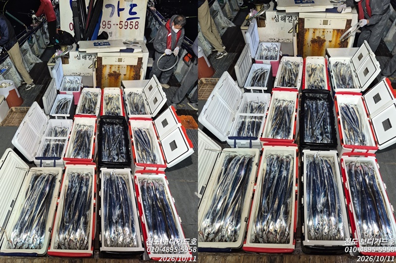 [ 진도보디가드 ] #심선장 #왕갈치 쿨러 만땅!!! 굿~~ 조황입니다. < 오늘 3자리여유  >