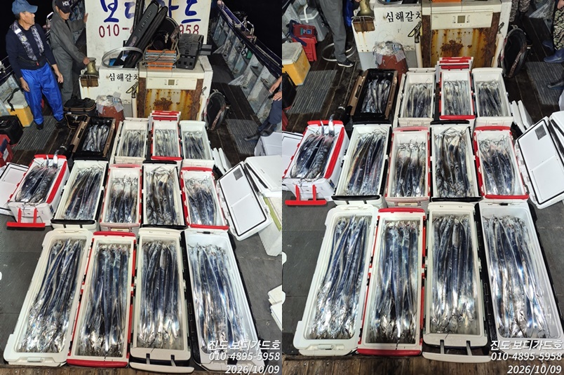 [ 진도보디가드호 ] #심선장 #왕갈치 쿨러 가득한 !!! 굿~~ 조황입니다 => 10/10(토) 자리여유